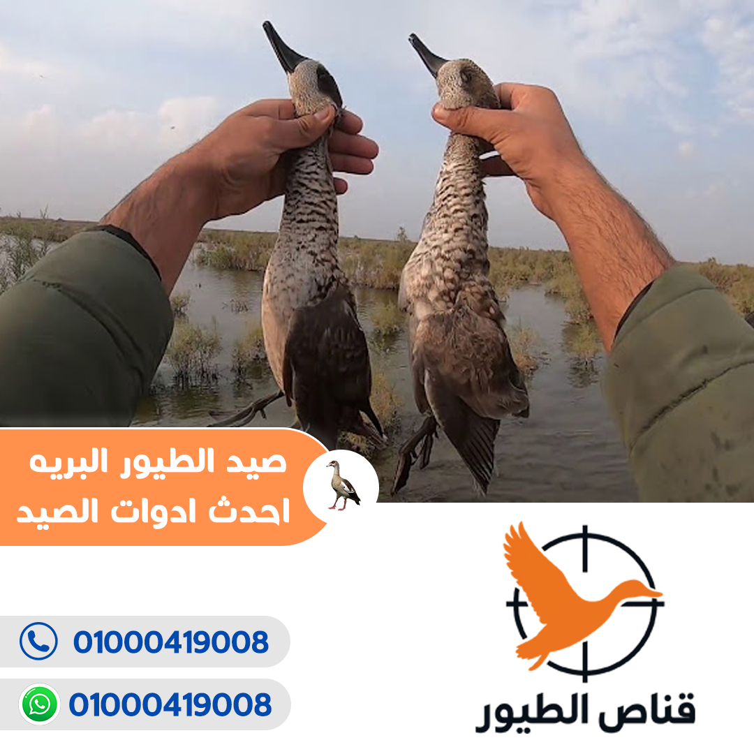 قناص الطيور3